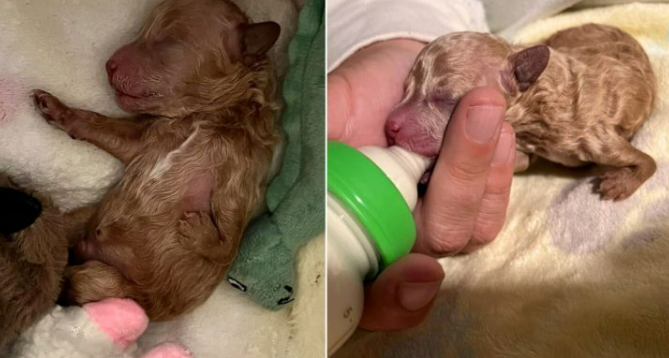 Puppy Rejected By His Momma Due To Deformity Now Has The Best Life Ever