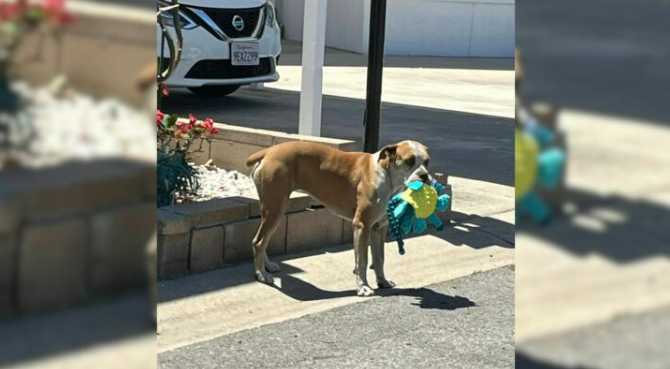 Frightened Stray Dog Finds Comfort In Plush Toys His Rescuers Gave Him