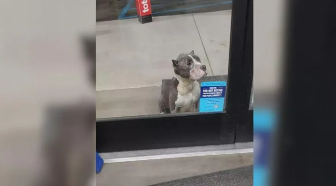 Heartbroken Dog Sits In Front Of The Store And Begs People For Help Through The Glass Door