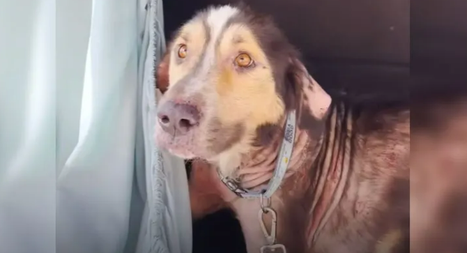 Sweet Stray Dog Jumped Into This Woman’s Car In Hopes That She Would Adopt Him