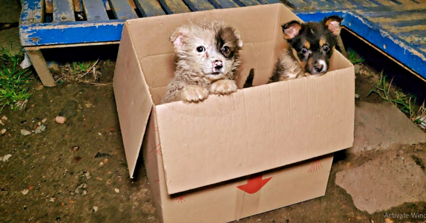 Tiny Innocent Puppies Found in a Box at the Bus Stop