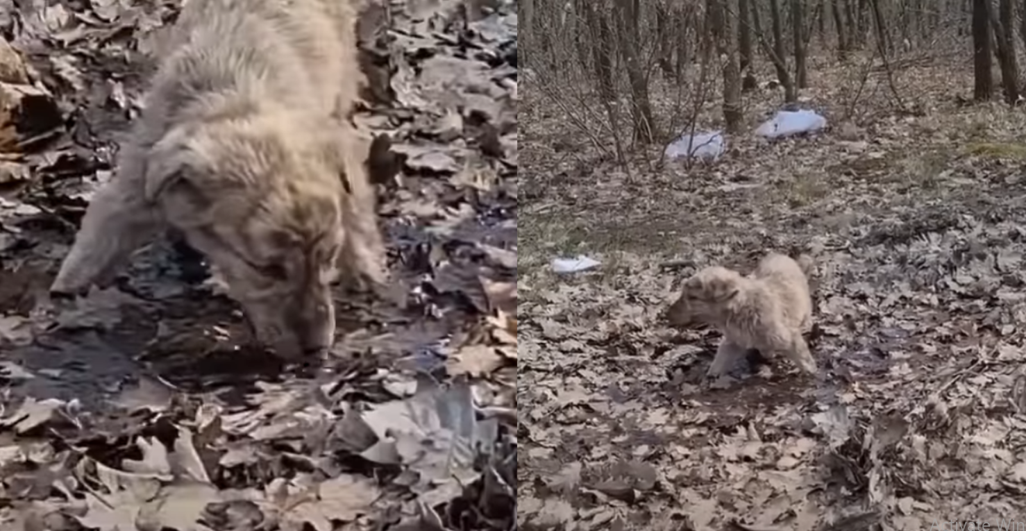 Lost Puppy Ate Leaves To Survive In Forest Till He Sees An ‘Angel’ Approaching