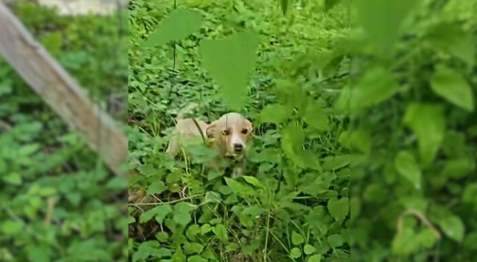 A Sweet Abandoned Puppy Who Was Whimpering And Calling For Help Was Happy To Be Rescued