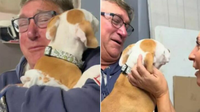 Family’s Precious Reaction When Meeting The New Puppy After Their Senior Dog Passed Away