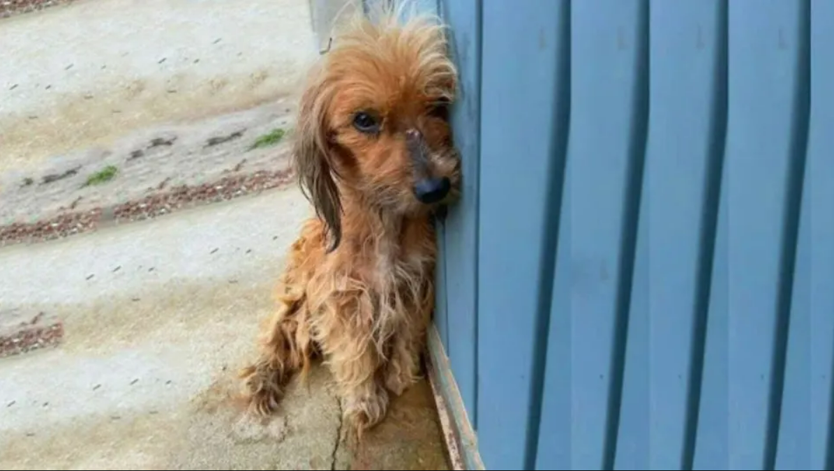 A Scared Dog Suffering From A Terrible Medical Condition Learns What It’s Like To Love Again