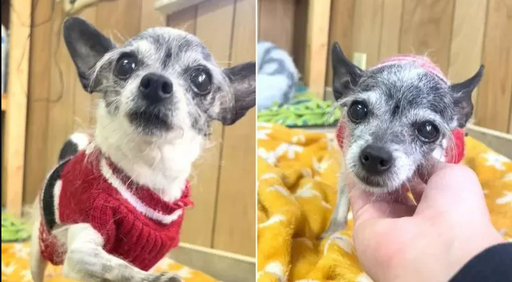 Chihuahua Ends Up At Shelter Because She Wanted To Share Bed With Her Hoomans