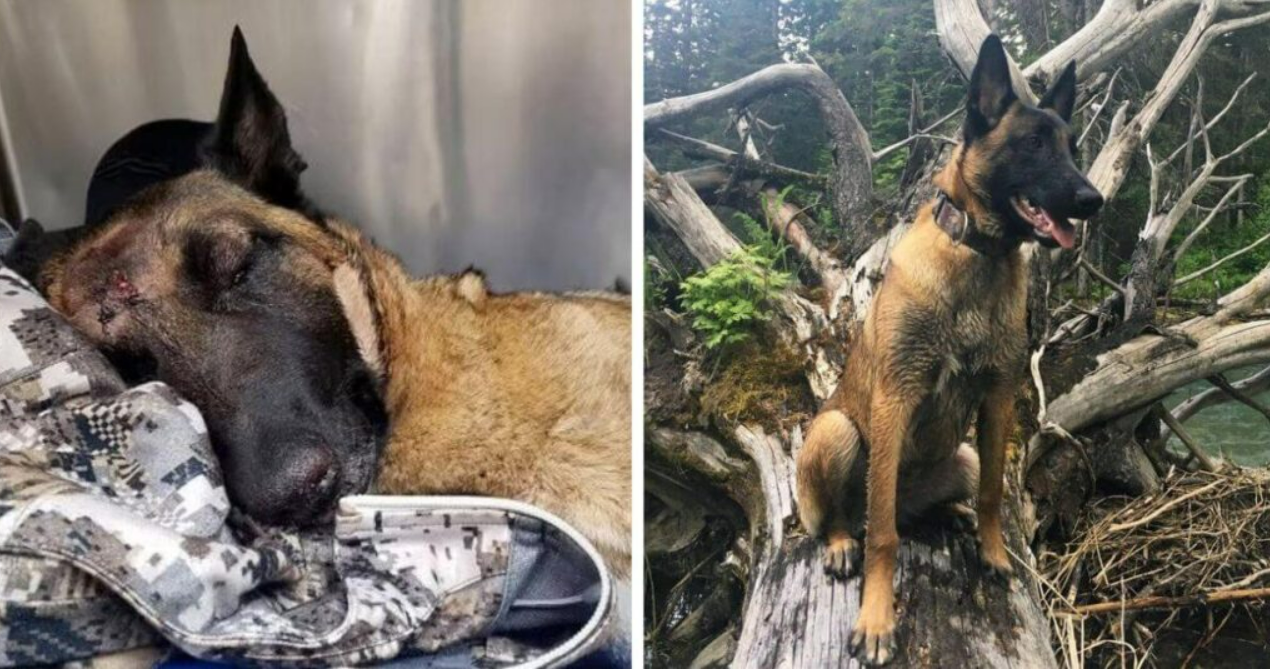 Heroic Belgian Malinois Saves Owner From Mountain Lion Attack, But At A Heartbreaking Cost