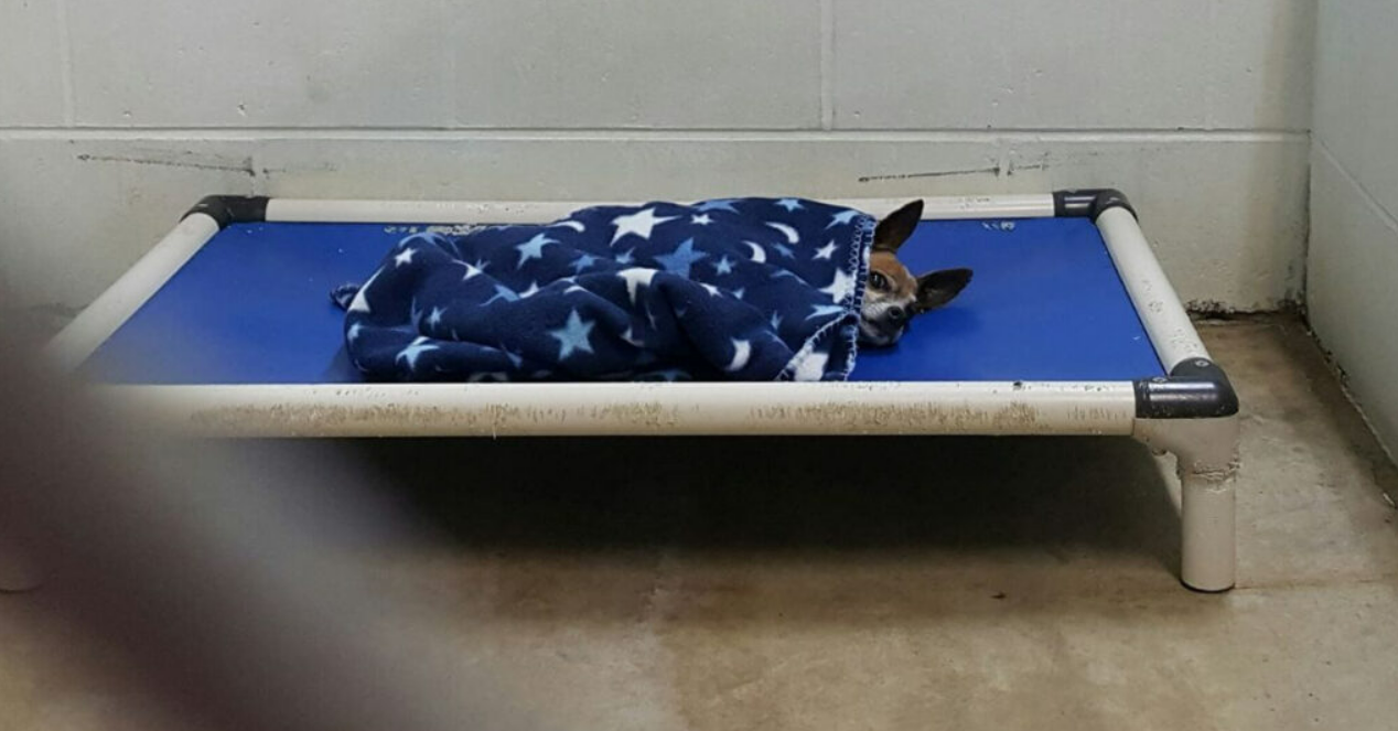 Abandoned Senior Chihuahua Still Tucks Himself In Every Night, Honoring Late Owner