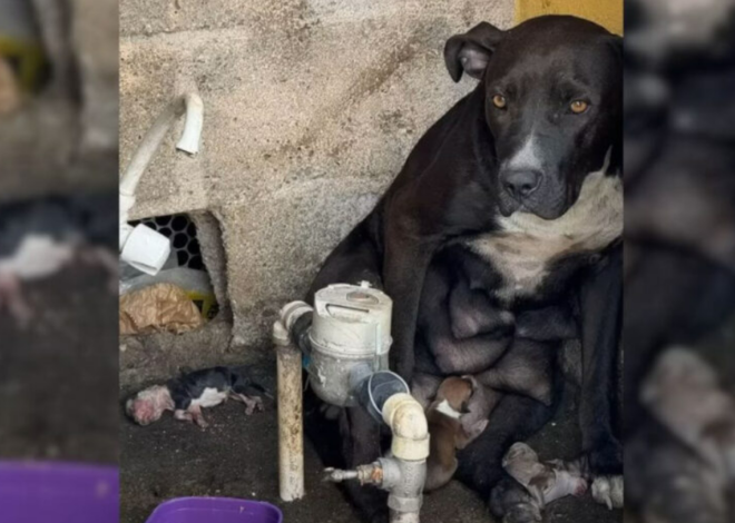 Pregnant Dog Thrown Out In Heavy Rain Fights To Save Her Newborn Puppies