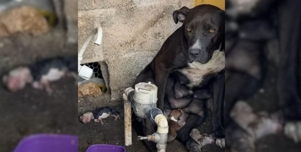 Pregnant Dog Thrown Out In Heavy Rain Fights To Save Her Newborn Puppies
