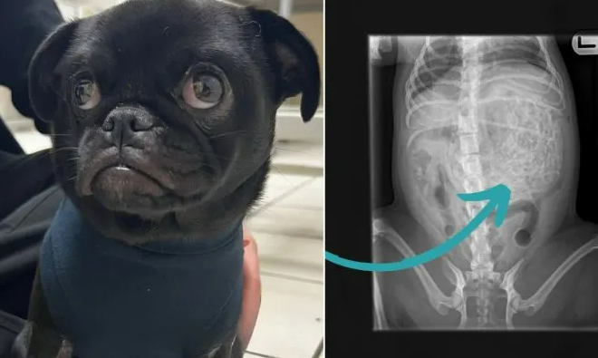When Mom Took Her Unwell Dog To The Vet, She Couldn’t Believe What The X-Rays Found