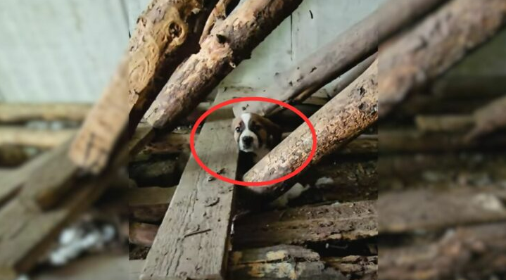 Rescuer Was Revealed When He Saw A Little Tail Wagging Form Underneath An Abandoned Stairwell