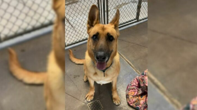 A Loving Shelter Dog Ignored By Adopters For A Year Keeps Waiting For Someone To Take Her Home