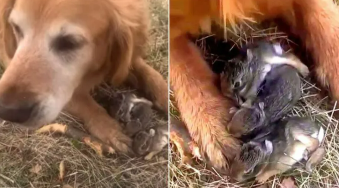 Golden Retriever Went For A Walk Only To Find A Sweet Surprise In The Forest