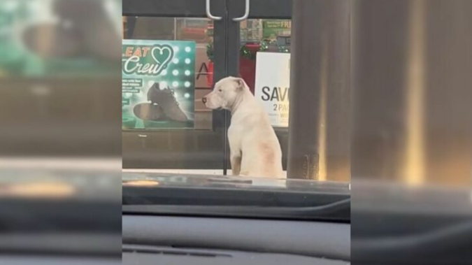 A Sweet Pup Waited In Front Of A Store, Hoping That Someone Would Let Her In And Show Her Kindness