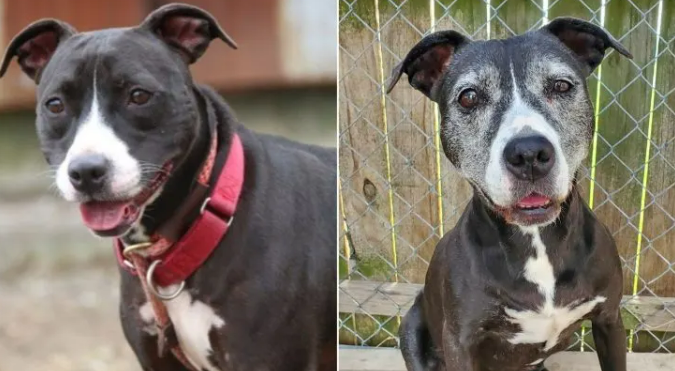 Senior Pit Bull Overlooked In A Shelter For 11 Long Years Goes To A Beautiful Home