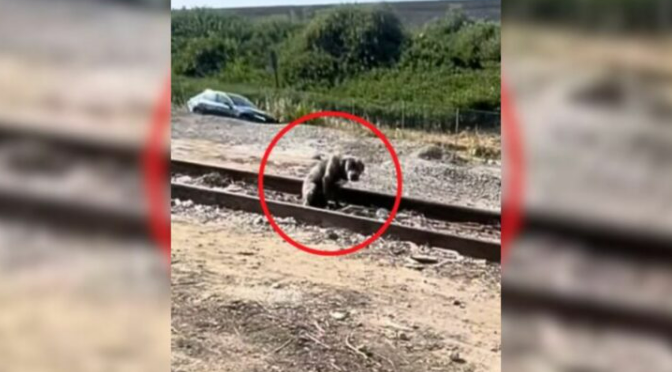 Woman Discovers A Scared Pit Bull Wandering Near Train Tracks And Decides To Help