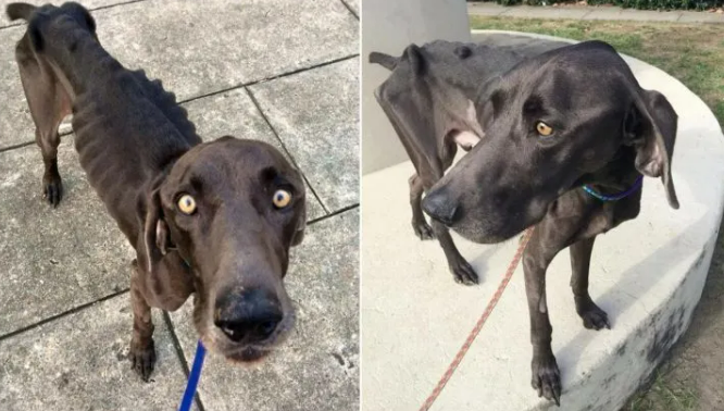 Skinny Dog That Ate Rocks And Twigs In Desperate Need Of Food Finally Gets A New Family