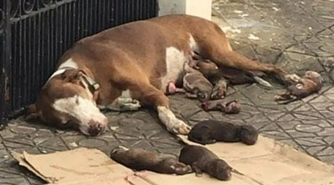 Exhausted Mom Dog Found Lying Helplessly Next To Her Newborn Puppies