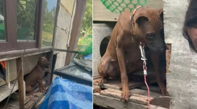 Neglected Mama Dog Used For Breeding Finally Learns What It Is Like To Live A Normal Life