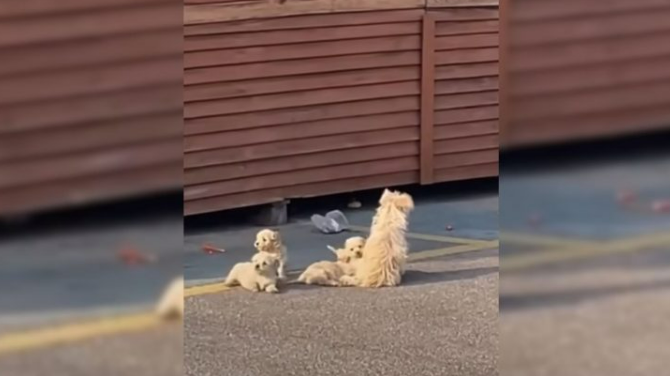 This Dog Begged A Hooman To Follow Her So That They Could Help Her With Something Adorable