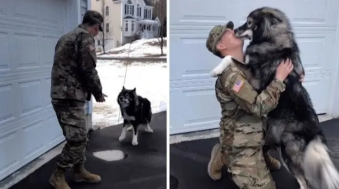 After 10 Long Months Apart, A Wolf-Dog Finally Reunites With His Loving Dad