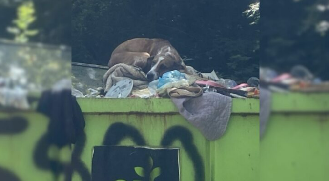 Family Dog Thrown In Dumpster Over Indoor Potty Accident Lives A Completely Different Life Now