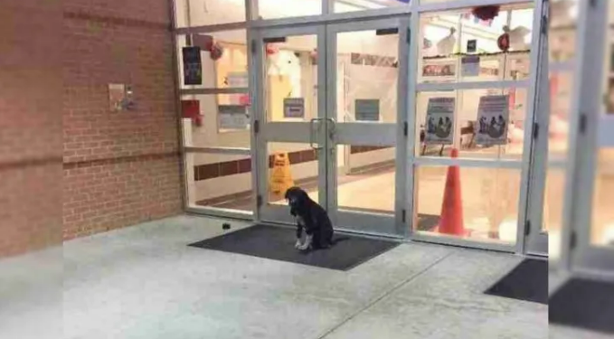 Dog Keeps Appearing At School Every Day, And A Teacher Decided To Help Him