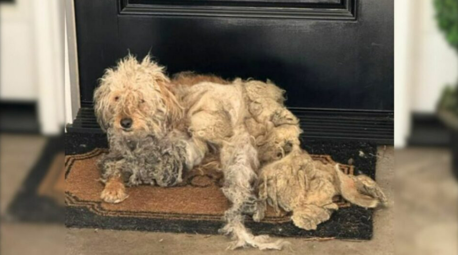 Homeowner Shocked To Find A Dog In Need On Her Doorstep, Begging For Help