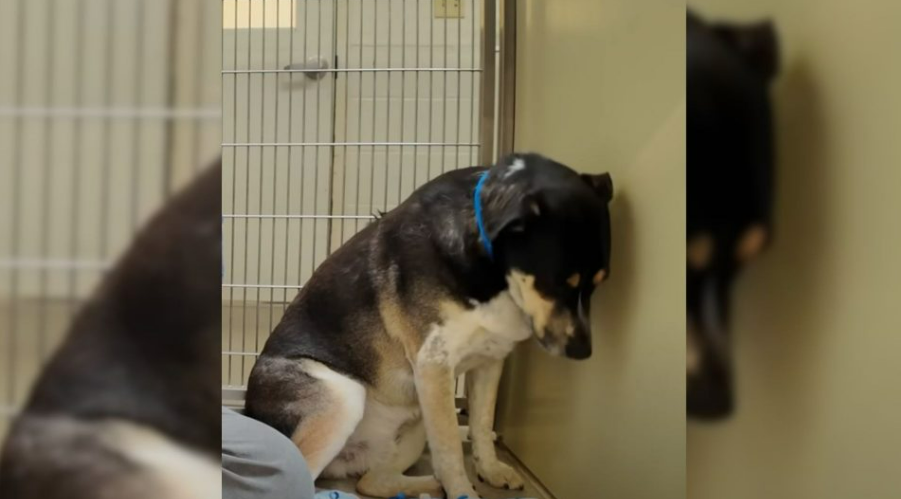 This Sad Dog Wouldn’t Stop Staring At The Wall After Being Returned To The Shelter