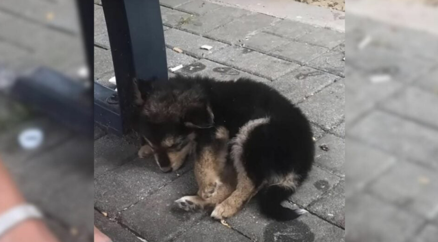 Man Noticed A Pup Passed Out By The Side Of The Road So He Decided To Investigate