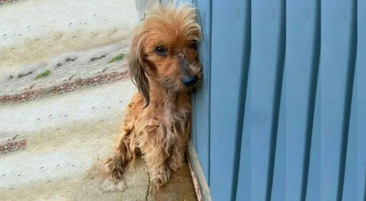 A Scared Dog Suffering From A Terrible Medical Condition Learns What It’s Like To Love Again