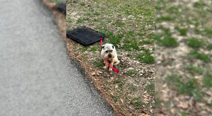 Woman Was Deeply Saddened To See A Sweet Pup Tied To A Crate So She Went To Help