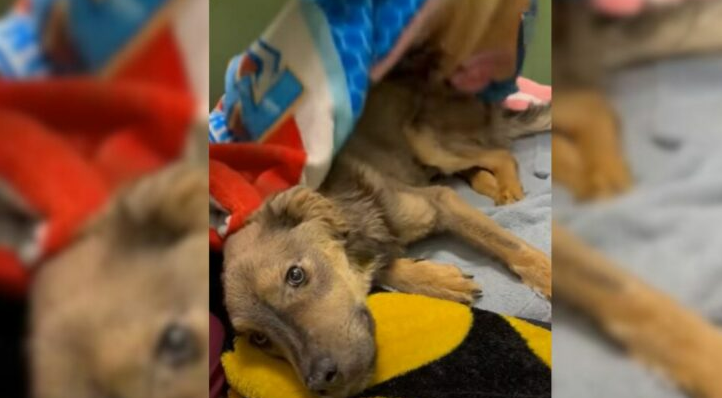 Foster Mom Who Took In A Malnourished, Emaciated Pup Couldn’t Bear To Part Ways With Him