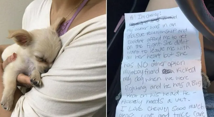 Sweet Dog Was Left By His Owner In An Airport Restroom Along With A Sad Note