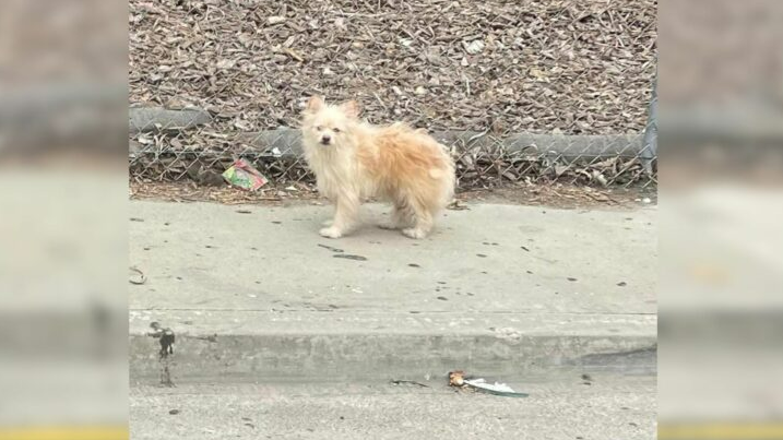 Pup Abandoned On A Busy Freeway Did Not Move An Inch Hoping His Parents Would Come Back For Him