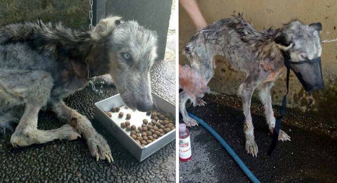 Man Rescued Malnourished Husky Off The Street But Never Dreamed She’d End Up So Beautiful