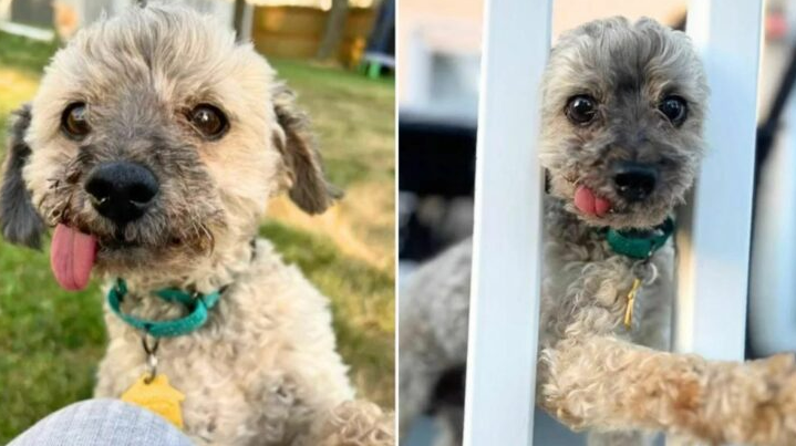 Senior Toothless Poodle Begs For A Family To Love Him In His Golden Years