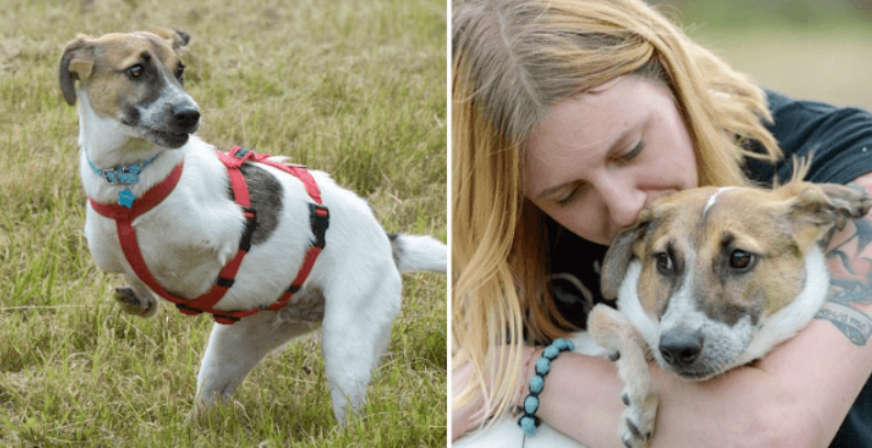 A Puppy Born With Deformed Front Paws Astoundingly Gets Around Like A T-Rex.