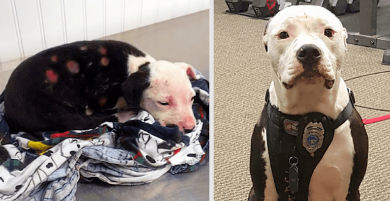 Puppy Saved From Fire Becomes A Firefighter