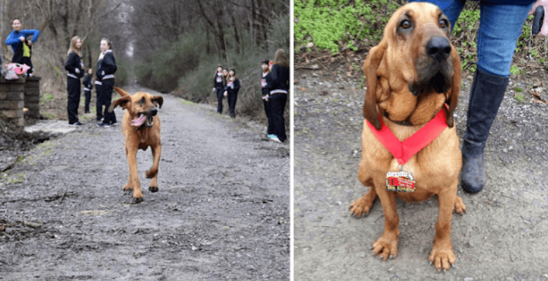 Dog Runs Half Marathon By Mistake After being Let Out To Potty, Finishes 7th