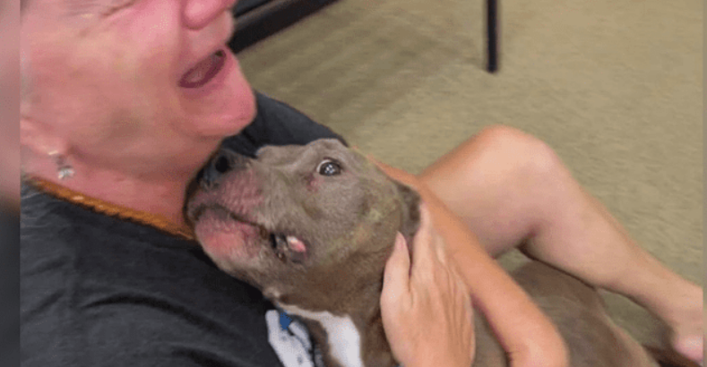 Pit Bull Missing For 8-Years Shows Up Malnourished But ‘Full Of Love’