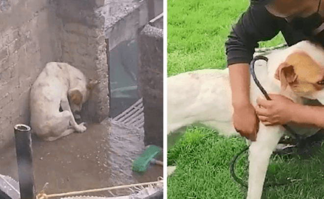 Left Tied Up Outside His Family’s House Under The Torrential Rains, Wrapping In His Own Body To Protect Himself