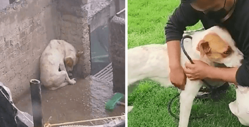 Left Tied Up Outside His Family’s House Under The Torrential Rains, Wrapping In His Own Body To Protect Himself