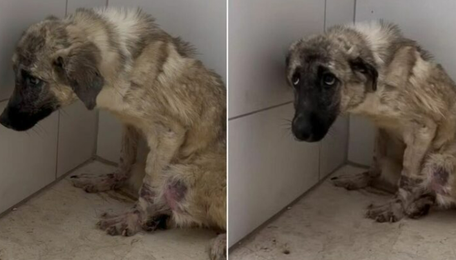 Fearful Crying Dog Abandoned By Owners And Tied To A Fence Learns What Happiness Looks Like