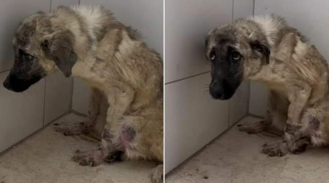 Fearful Crying Dog Abandoned By Owners And Tied To A Fence Learns What Happiness Looks Like