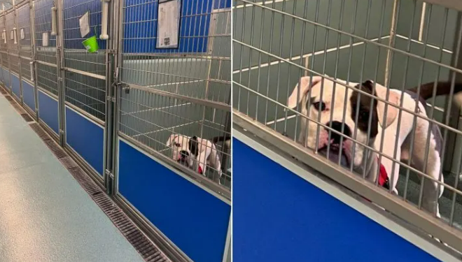 Sad Shelter Dog Watches His Friends Get Adopted, Hoping To Find A Family Of His Own