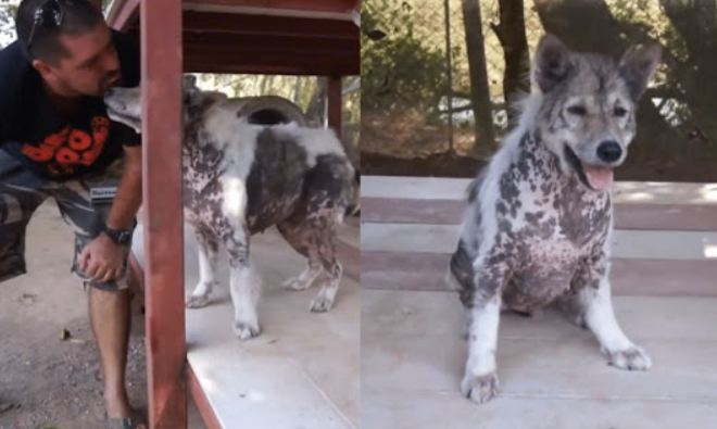 Shelter Dog Celebrates with Adorable ‘Happy Dance’ After 4-Years of Waiting