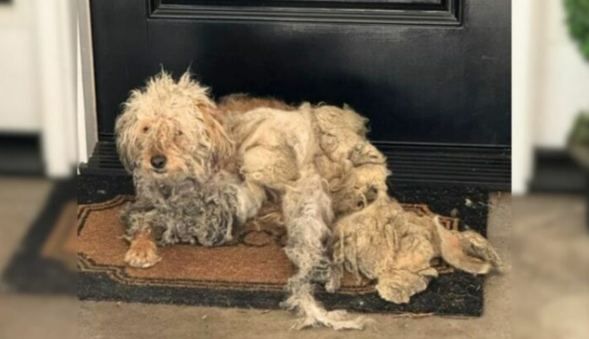 Homeowner Shocked To Find A Dog In Need On Her Doorstep, Begging For Help