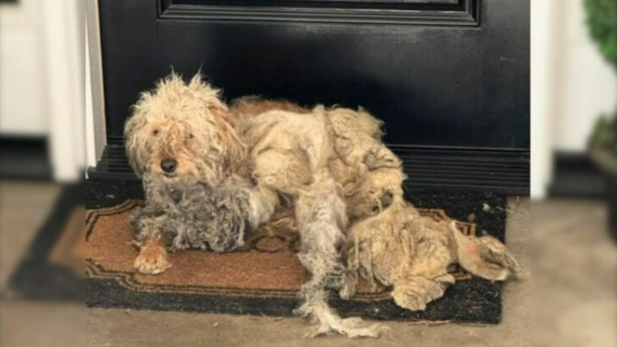 Homeowner Shocked To Find A Dog In Need On Her Doorstep, Begging For Help